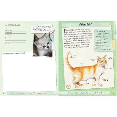 Handbook: Cats - Identify and Record Your Sightings