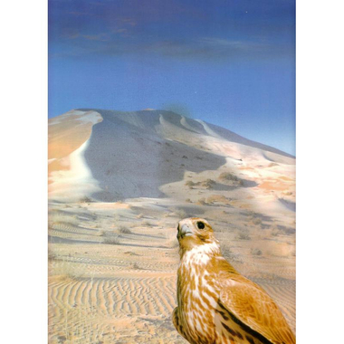 قصص  الصيد بالصقور في ما يوكب العصور الجزء الثاني