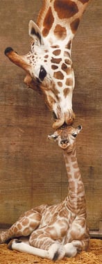 رافنسبورغر RVN151158,The First Kiss / Giraffes,ألغاز تركيب جيغسو,1000,انجليزي,سنة فما فوق 12