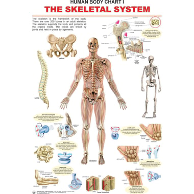 Dreamland Skeletal System Chart, English