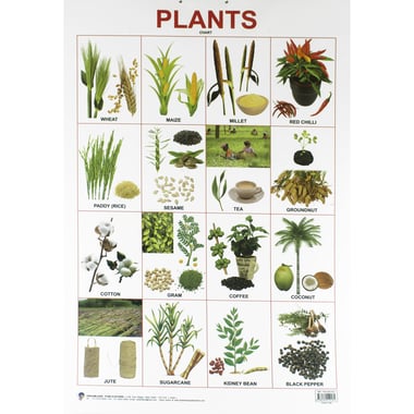 Dreamland Plants Chart, English