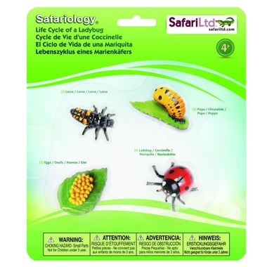 Safari Safariology Life Cycle of a Ladybug Replica, 4 Years and Above,