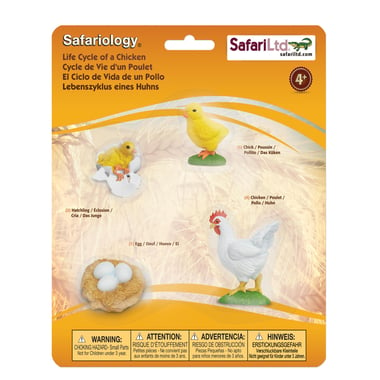 Safari Safariology Life Cycle of a Chicken Replica, 4 Years and Above,
