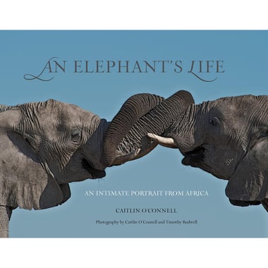 Elephant's Life - An Intimate Portrait from Africa