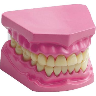 Edu Toys Denture Model Science Learning Activity Set, English, 7 Years and Above