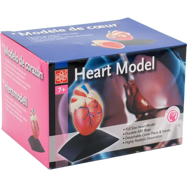 Edu Toys Education Heart Model Science Learning Activity Set, 7 Years and Above
